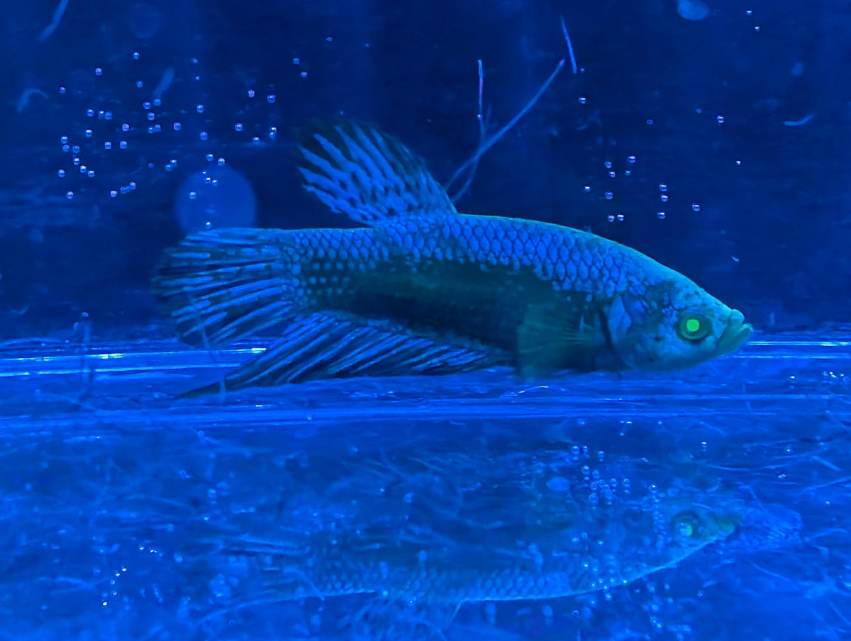 (Avaiable in december) Alien Hulk Betta - RARE betta fish