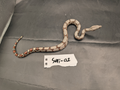 2026 Baby Suriname Boa- SURI-01 - Futo x Belknapp/Pokigron/FLRT DEPOSIT