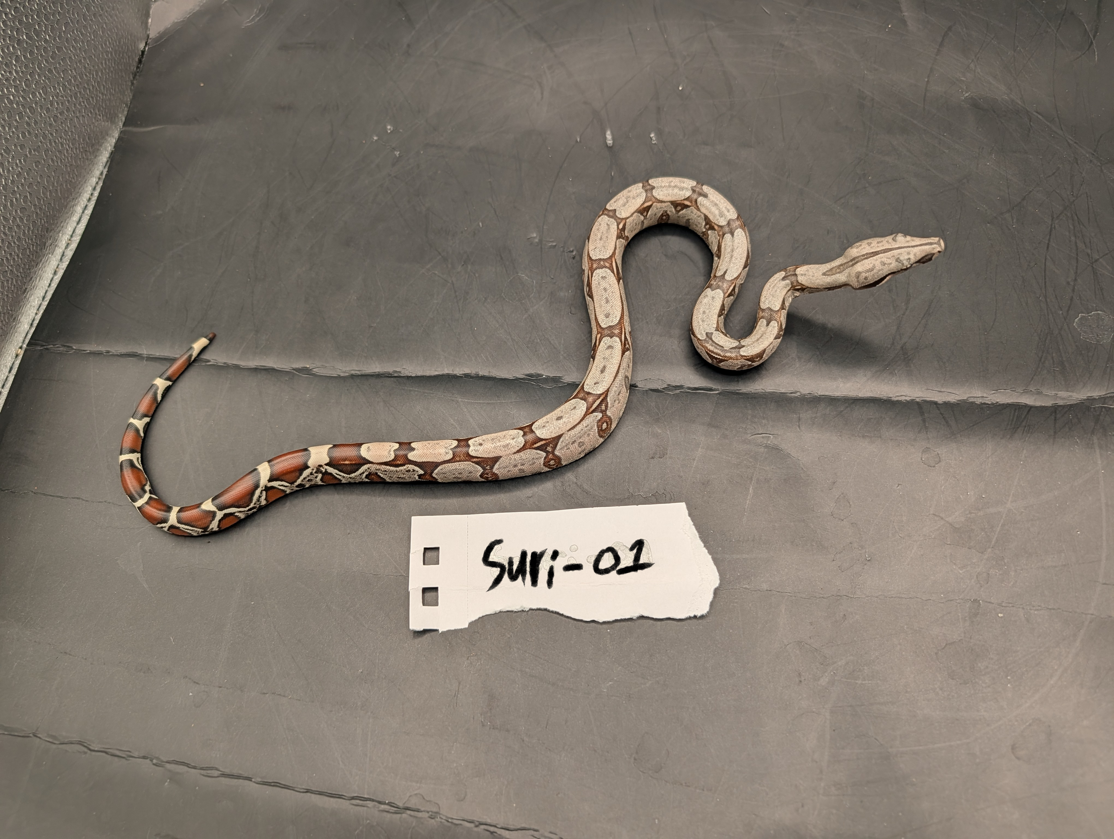 2026 Baby Suriname Boa- SURI-01 - Futo x Belknapp/Pokigron/FLRT DEPOSIT
