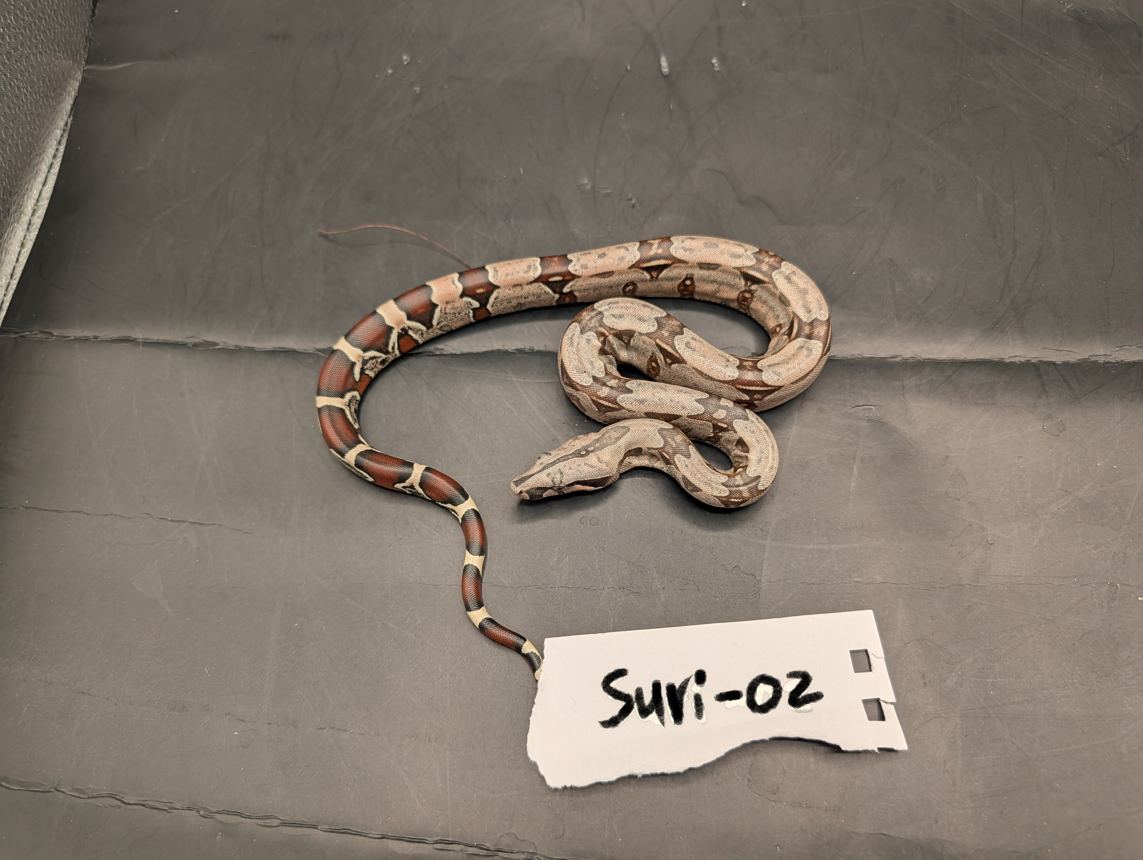 2026 Baby Suriname Boa- SURI-02 - Futo x Belknapp/Pokigron/FLRT DEPOSIT