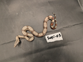 2026 Baby Suriname Boa- SURI-03 - Futo x Belknapp/Pokigron/FLRT DEPOSIT