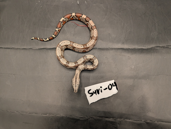 2026 Baby Suriname Boa- SURI-04 - Futo x Belknapp/Pokigron/FLRT DEPOSIT