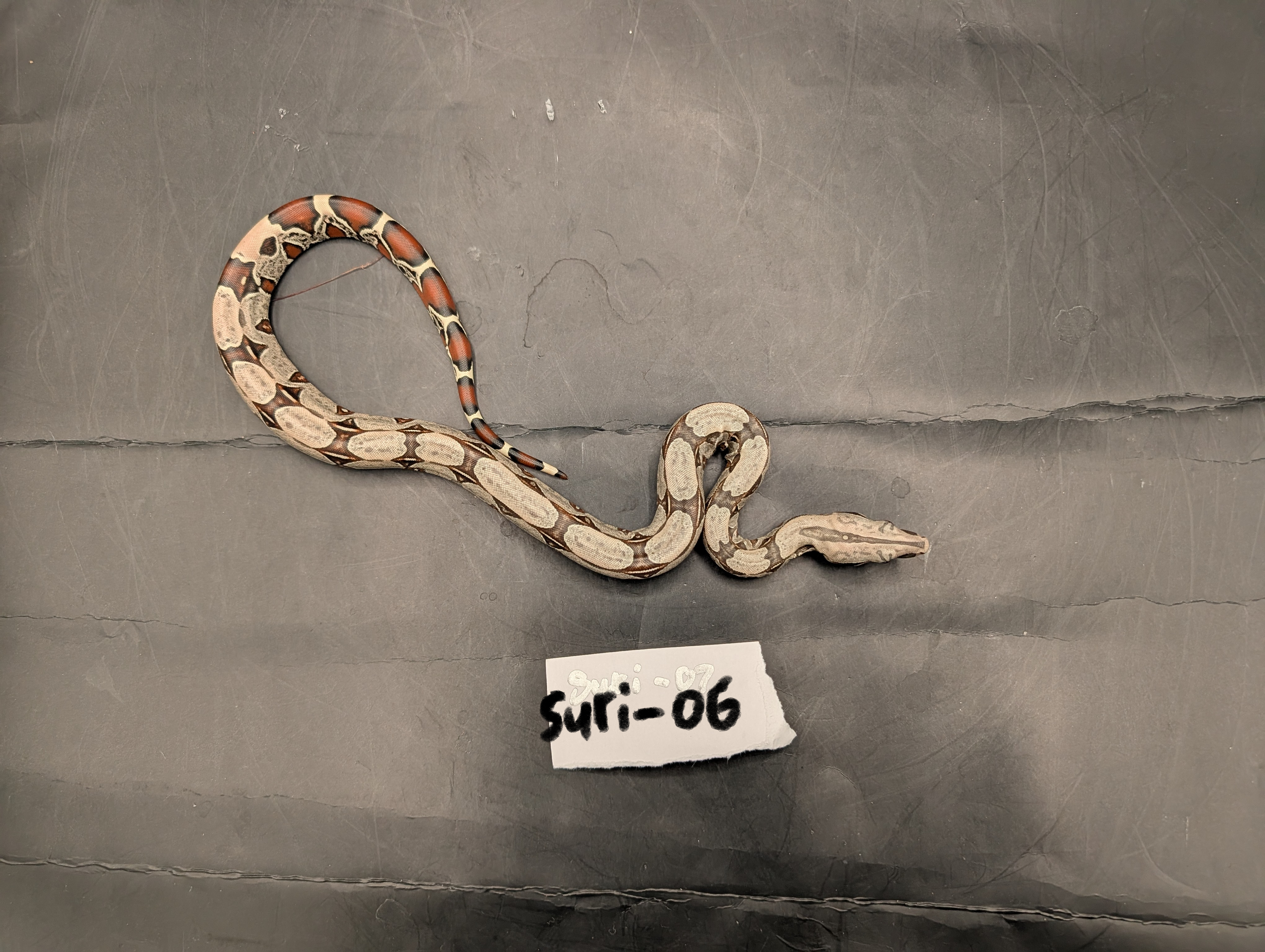 2026 Baby Suriname Boa- SURI-06 - Futo x Belknapp/Pokigron/FLRT DEPOSIT