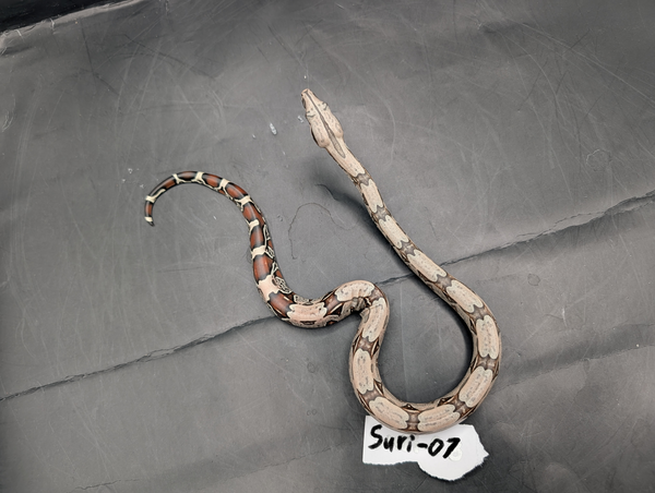 2026 Baby Suriname Boa- SURI-07 - Futo x Belknapp/Pokigron/FLRT DEPOSIT