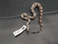 2026 Baby Suriname Boa- SURI-09 - Futo x Belknapp/Pokigron/FLRT DEPOSIT