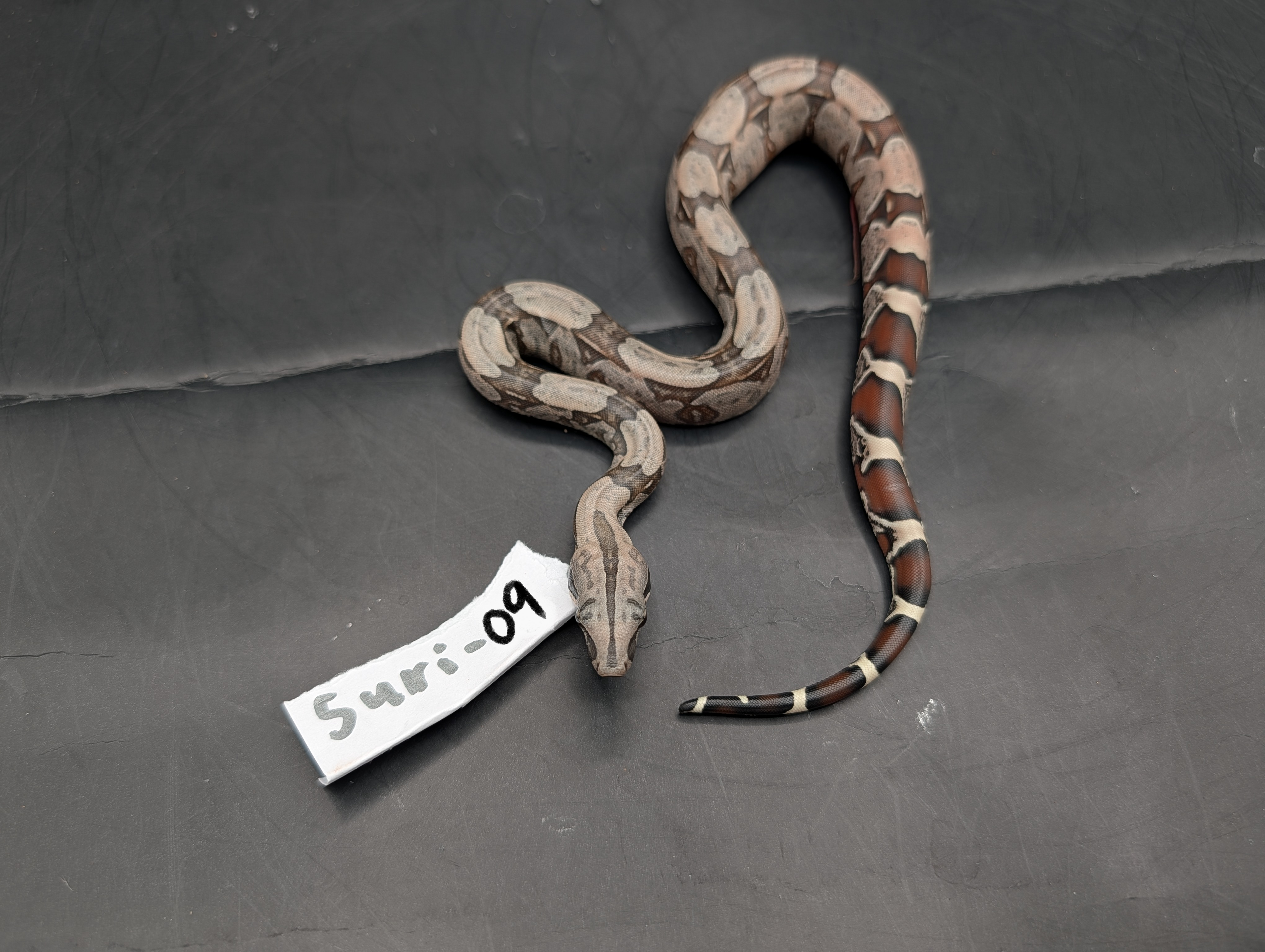2026 Baby Suriname Boa- SURI-09 - Futo x Belknapp/Pokigron/FLRT DEPOSIT