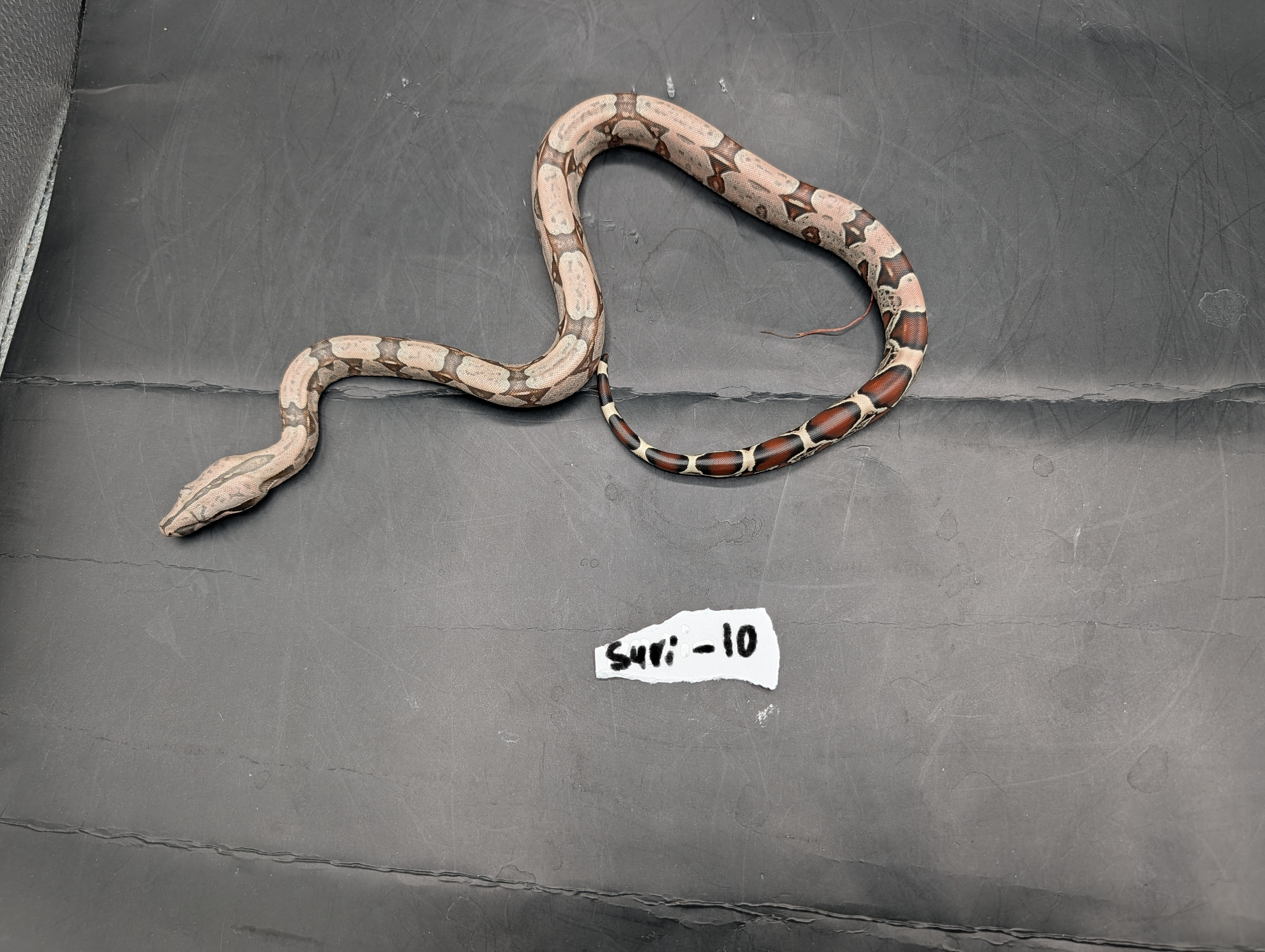 2026 Baby Suriname Boa- SURI-10 - Futo x Belknapp/Pokigron/FLRT DEPOSIT