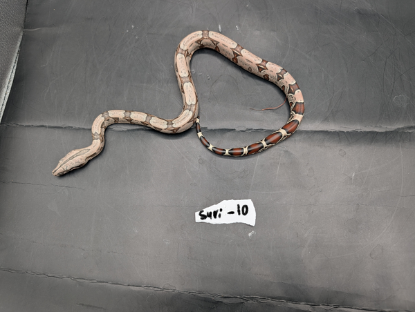 2026 Baby Suriname Boa- SURI-10 - Futo x Belknapp/Pokigron/FLRT DEPOSIT