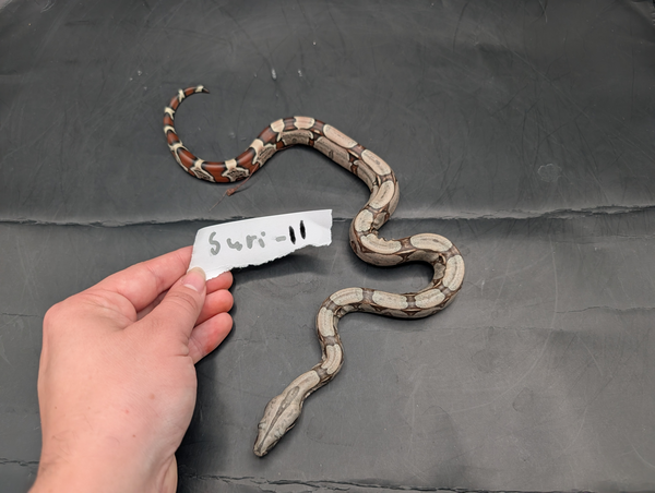 2026 Baby Suriname Boa- SURI-11- Futo x Belknapp/Pokigron/FLRT DEPOSIT